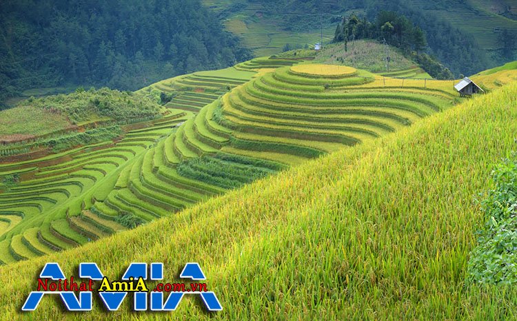 AmiA 993 phong cảnh ruộng bậc thang quê hương Việt Nam