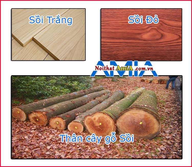 Đây là chất liệu gỗ Sồi tại Việt Nam
