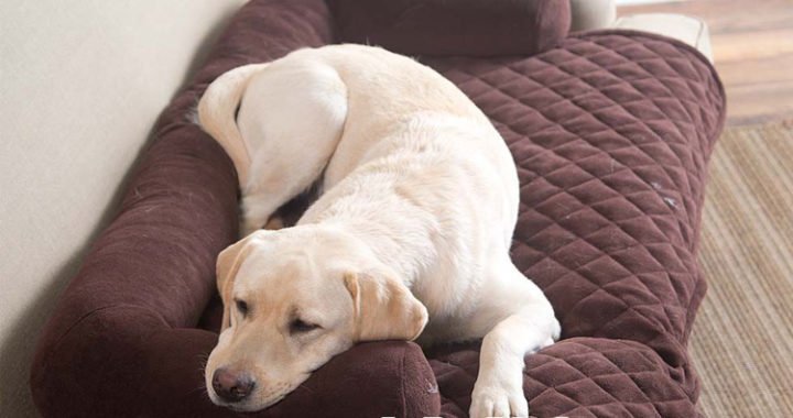Cách vệ sinh sofa bị bám lông động vật tại nhà mà không còn mùi hôi khó chịu